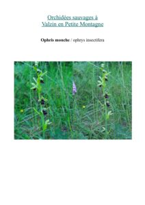 orchidees